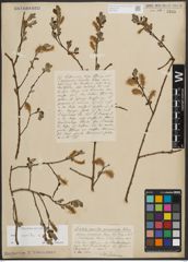 Foto von Salix aurita L.